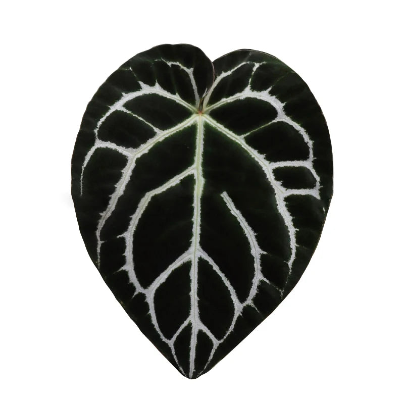GreenGrip – Universal Leafy Phone Grip