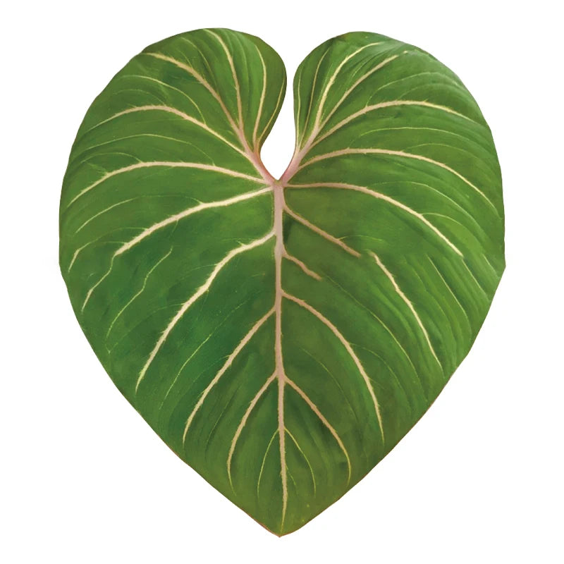 GreenGrip – Universal Leafy Phone Grip