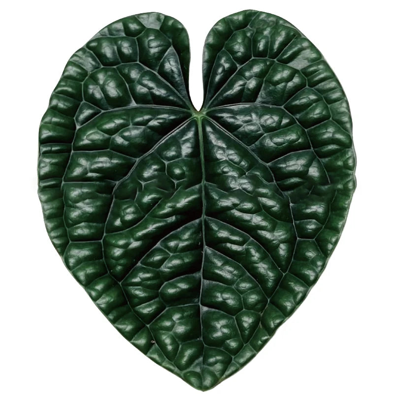 GreenGrip – Universal Leafy Phone Grip