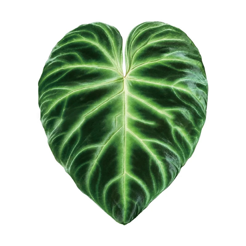 GreenGrip – Universal Leafy Phone Grip